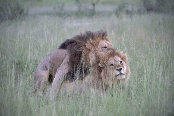 Photographer Captures Two Male Lions Mating In Botswana Huffpost 