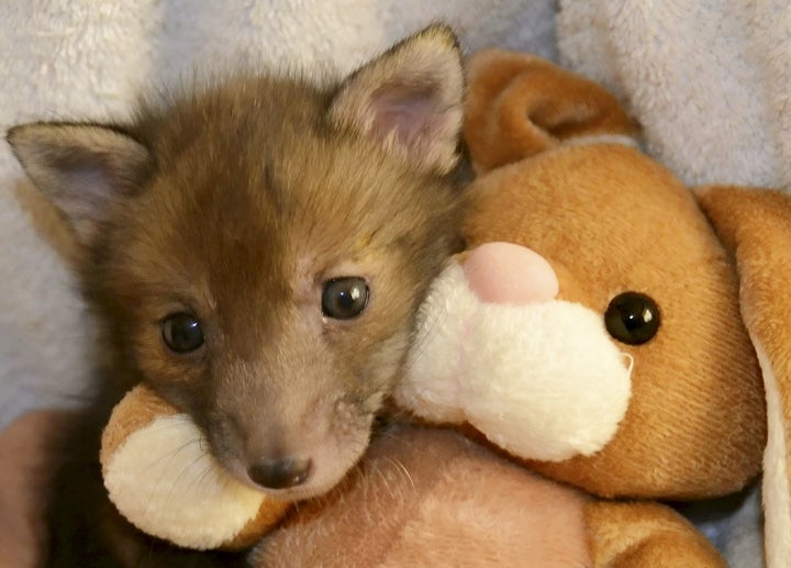 Puggle, an orphaned fox cub, snuggles with a stuffed rabbit at the U.K.'s National Fox Welfare Society.