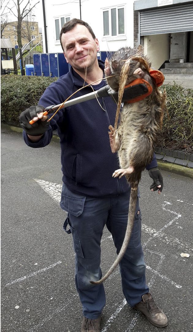 Whichever way you look at it, it’s still a big rat.
