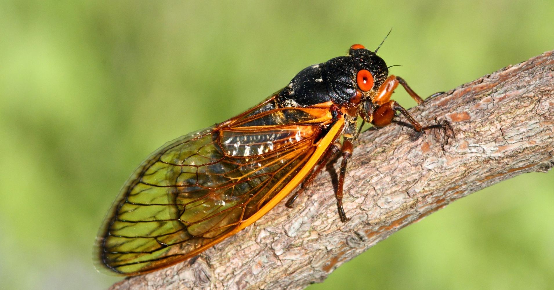 Billions Of Cicadas Are About To Rise From The Earth, Have Sex And Die