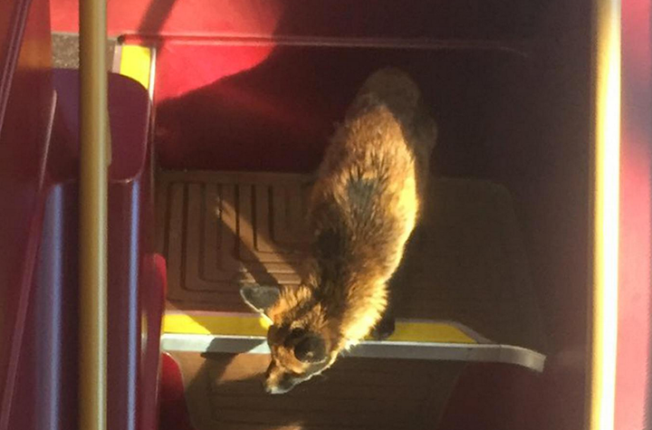 A fox took a London bus to the Imperial War Museum on Monday