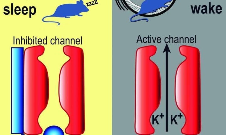 In an experiment on mice, the researchers found that changing the pattern of neuronal activity from day-associated to night-associated was a matter of flipping a molecular switch in the SCN.