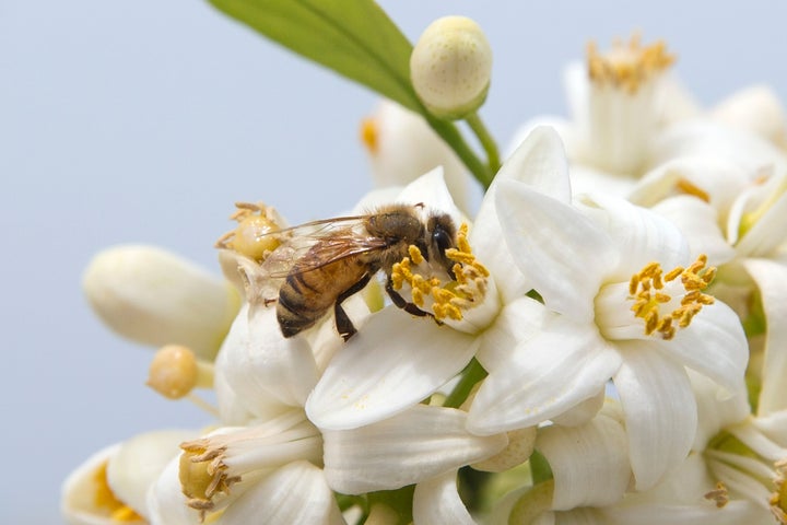 A bee gathers honey from an orange blossom.