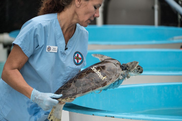 Bette Zirkelbach holding a green sea turtle afflicted by a kind of herpes virus that causes fibropapillomatosis at the Turtle Hospital in Marathon, Florida in the Florida Keys.