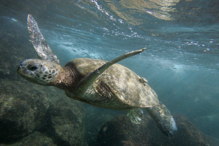 A green sea turtle.