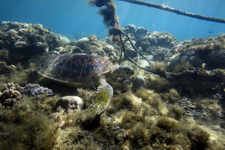 Green sea turtle resting on coral reef under boat mooring line.