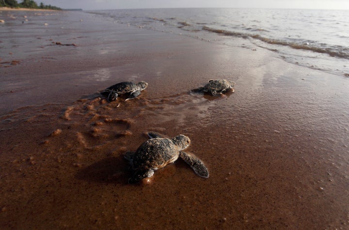 Baby green sea turtles crawl to the water from their nest.