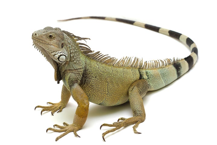 Green, or common, iguanas (such as this one pictured) can reportedly survive a 40 foot fall.