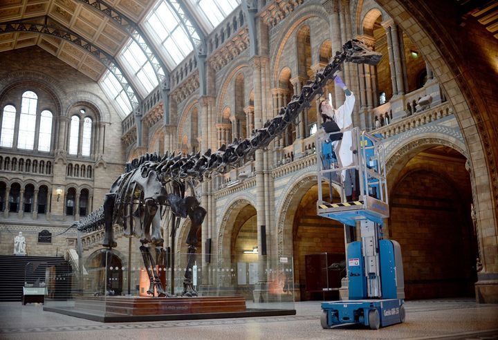 The diplodocus were some of the first to start dying out as early as 50 million years before the meteor strike.