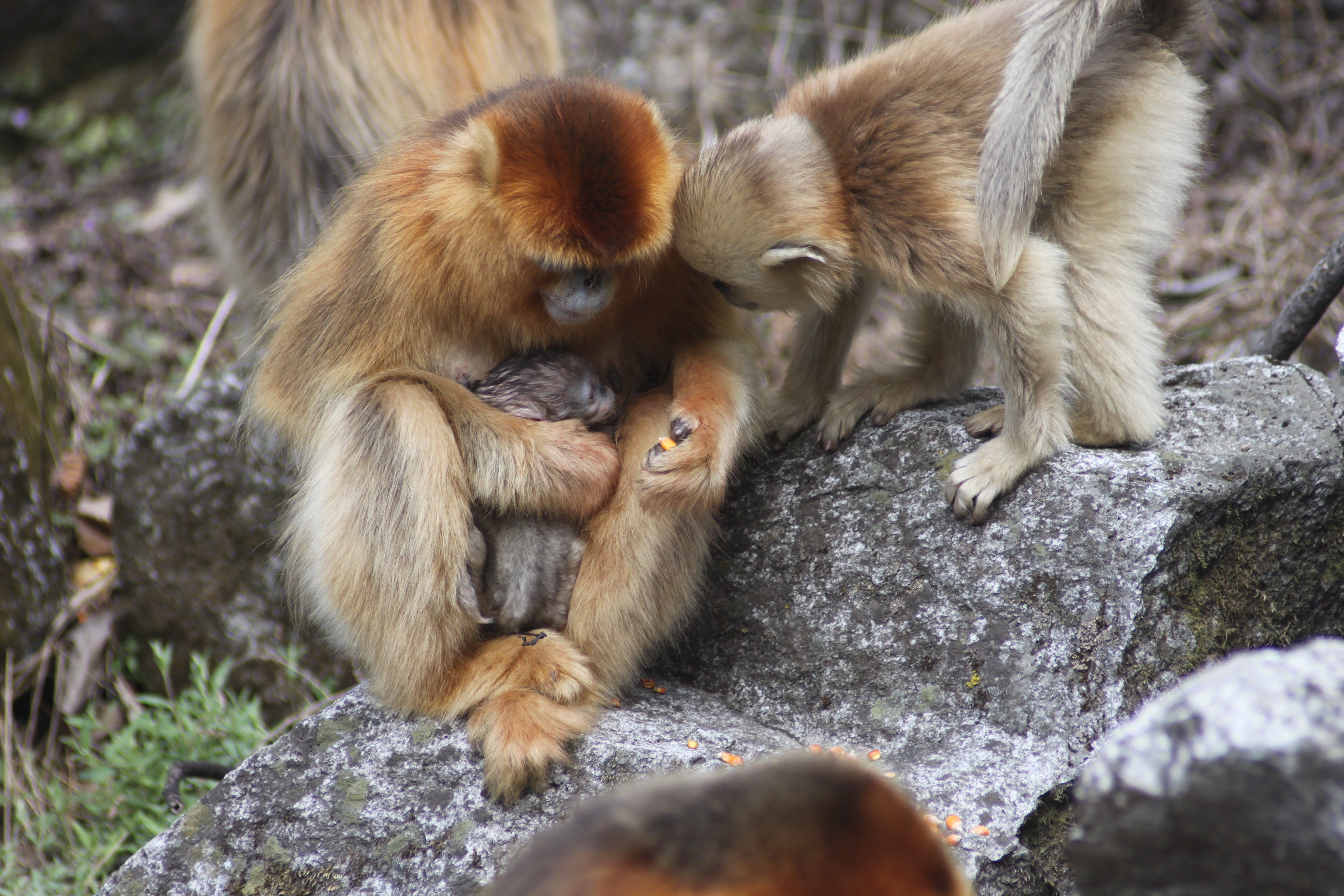 animal behavior huffpost animal behaviorist