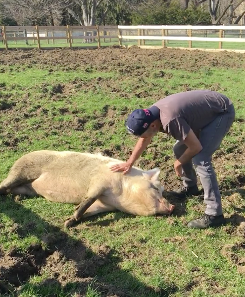 Maybelle enjoying an afternoon belly rub from Jon Stewart.