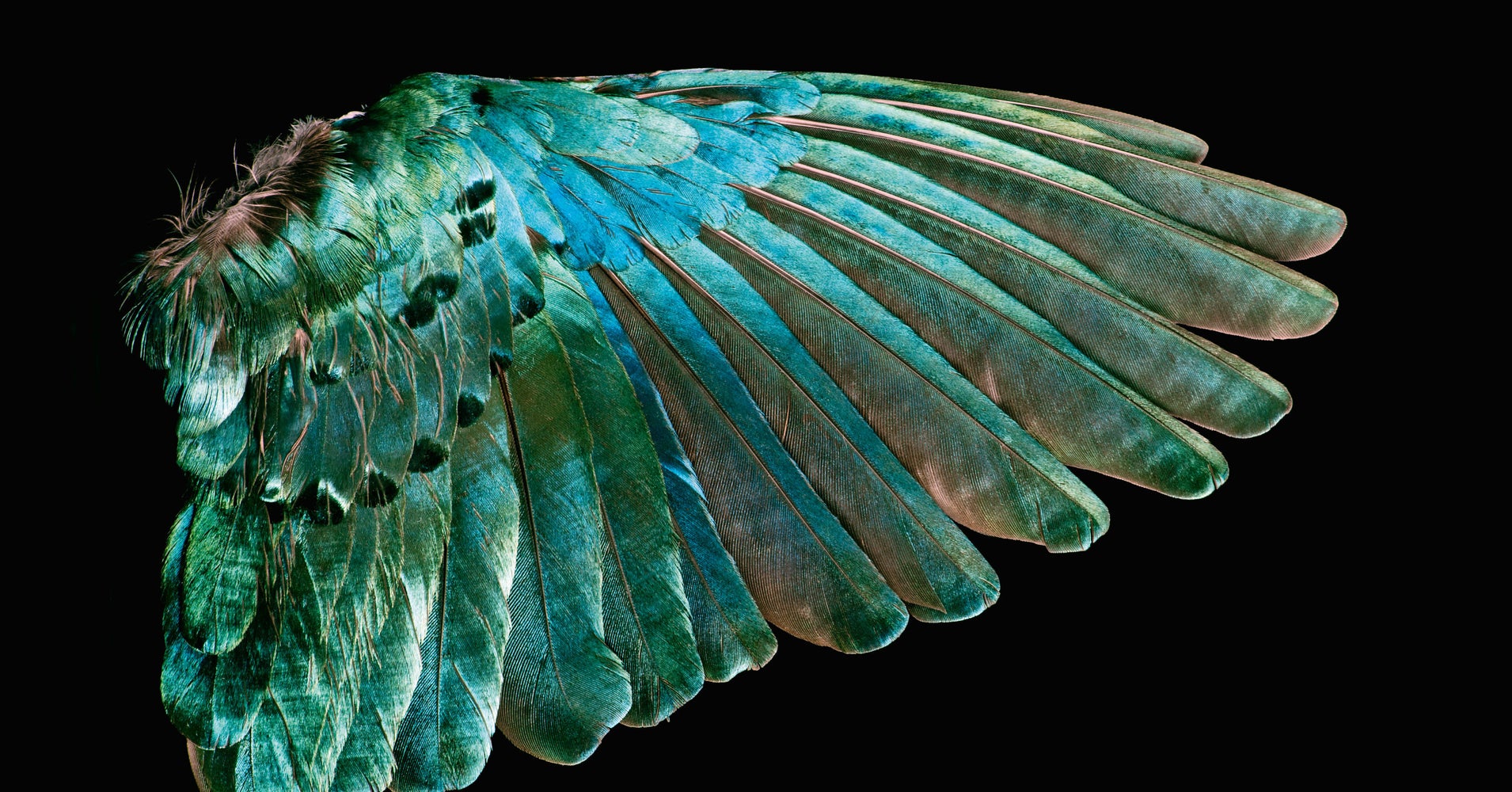 Hypnotic Book Surveys The Natural Beauty Of Wild Bird Feathers HuffPost