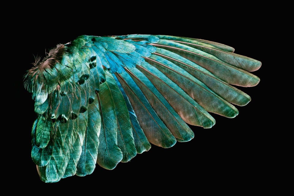 Hypnotic Book Surveys The Natural Beauty Of Wild Bird Feathers