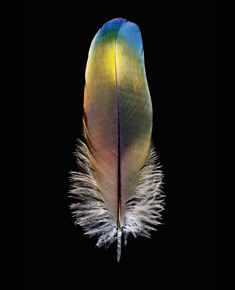 Plumage  Feather Photography and Art