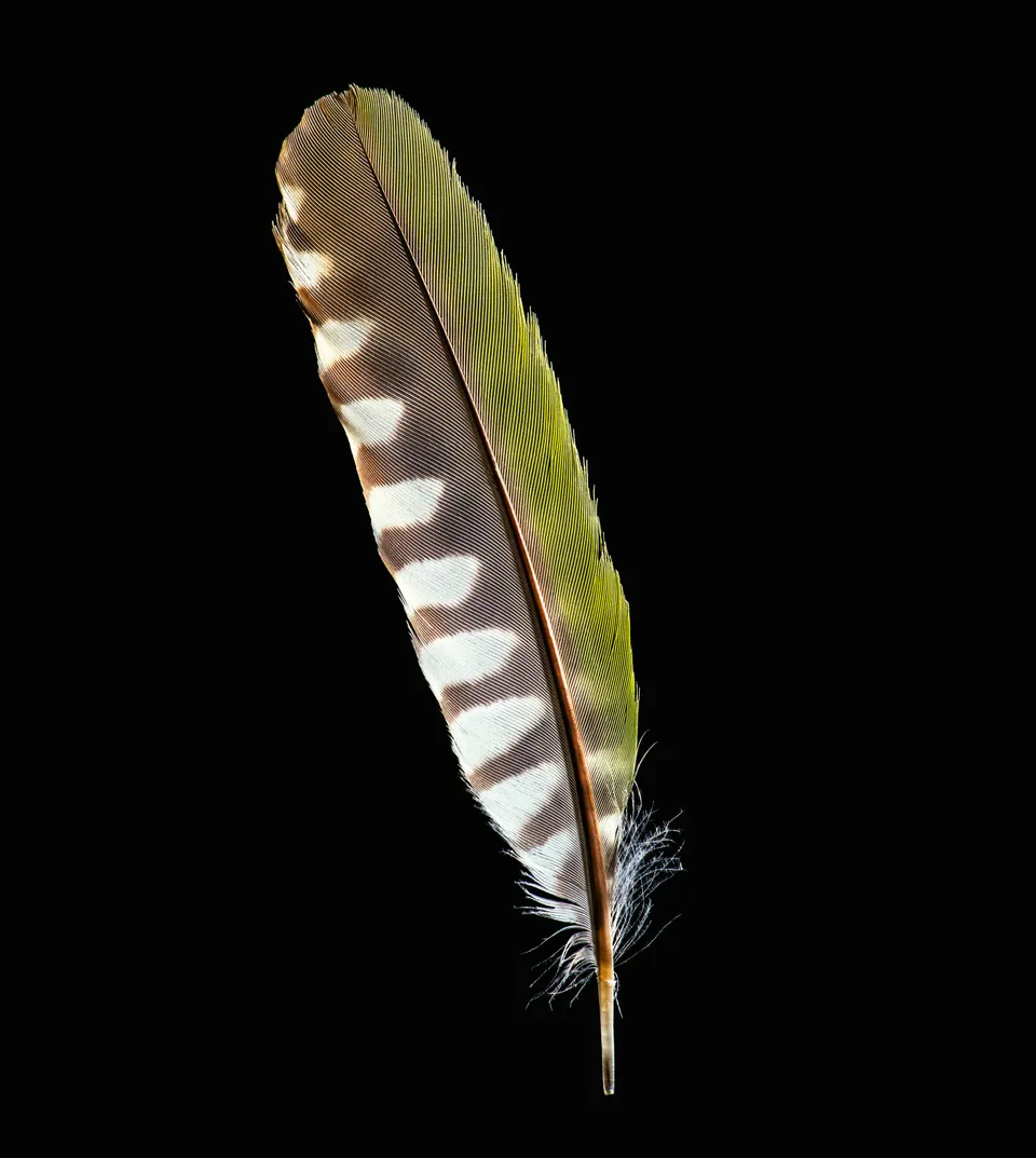 Hypnotic Book Surveys The Natural Beauty Of Wild Bird Feathers