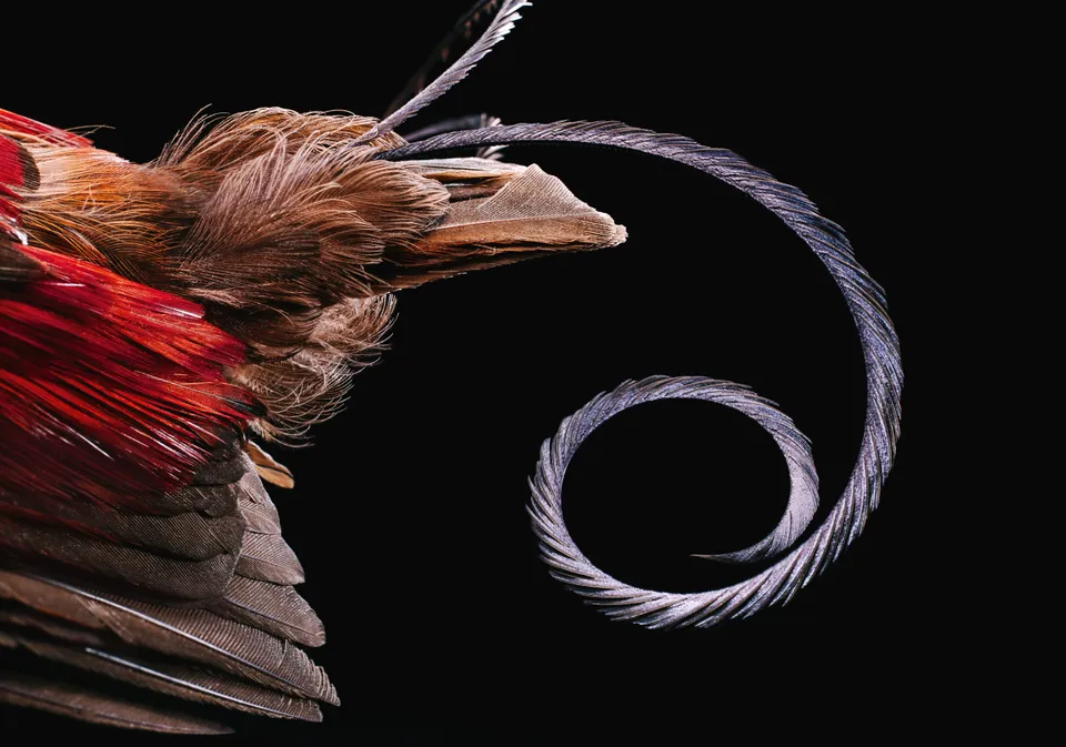 Hypnotic Book Surveys The Natural Beauty Of Wild Bird Feathers