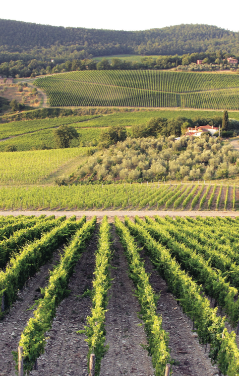 Nipozzano’s vineyards.