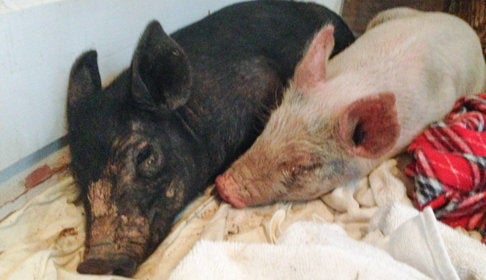 Anna and Maybelle after they were rescued.