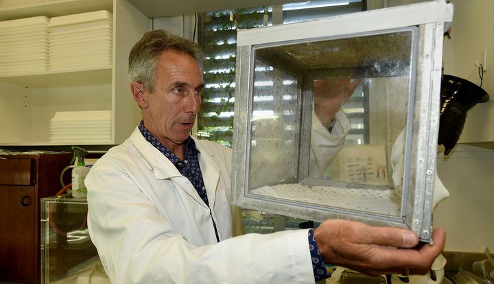University of Melbourne professor Geoff McFadden checks a colony of mosquitoes.