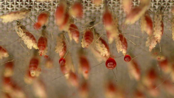 Mosquitoes during a "blood feed" in the laboratory.