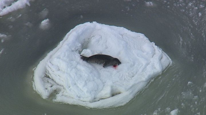 A seal lies injured on the ice after being shot.