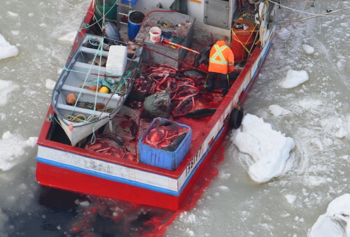 Fisherman use extended hooks to drag the injured seals onto the boat, where they are bludgeoned to death for their fur.