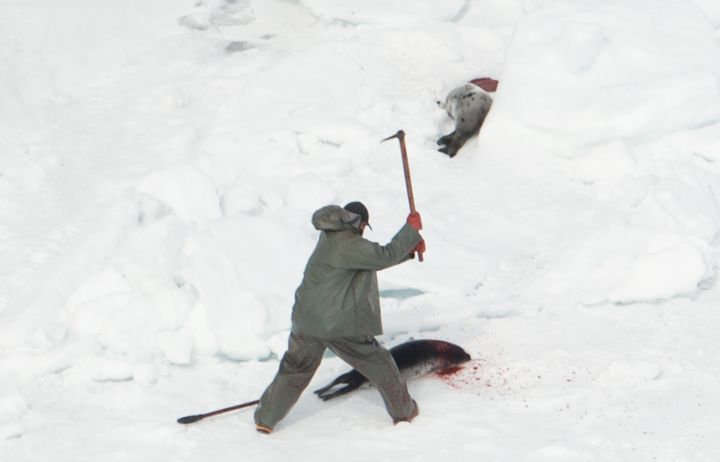 A seal is bludgeoned on the ice by a fisherman.