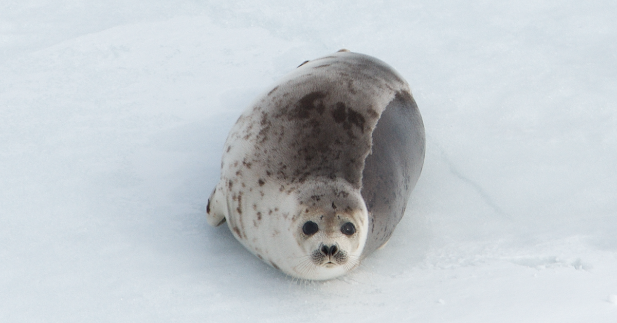 Canadian Seal Hunt Footage Released By Humane Society International
