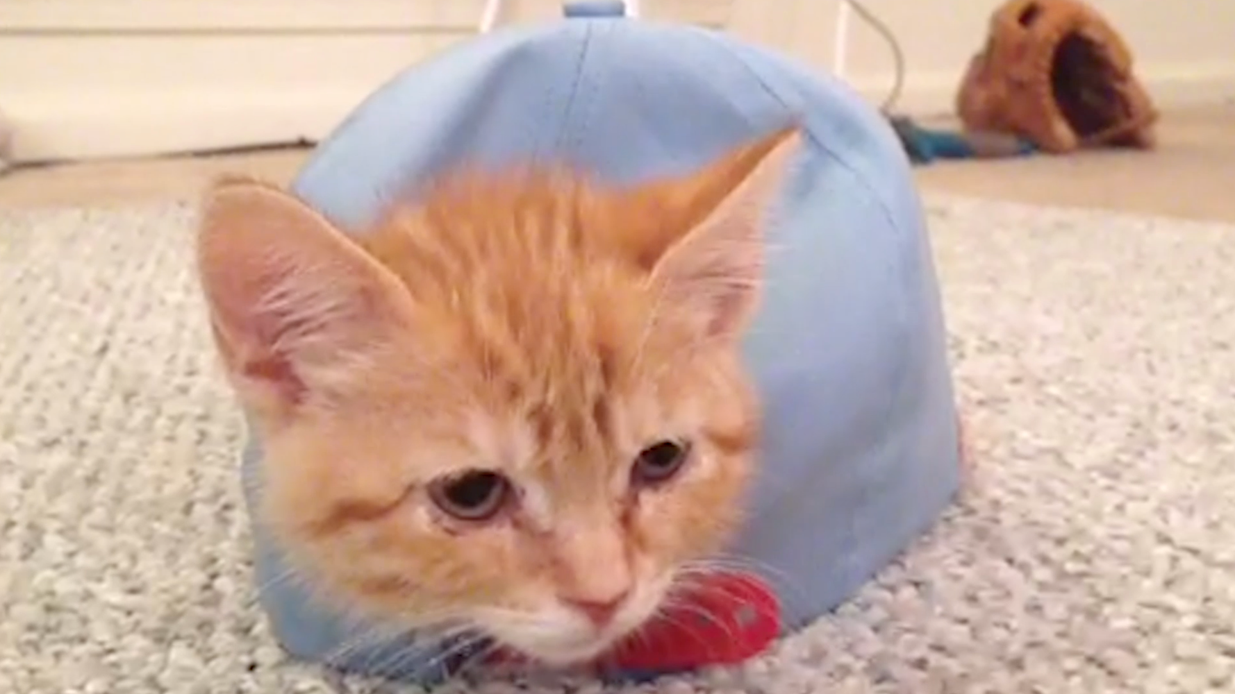 15 Cute Cat GIFs  HuffPost Entertainment