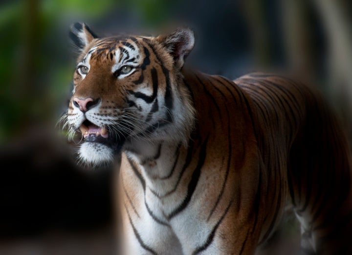 A tiger is seen at the Palm Beach Zoo in West Palm Beach, Florida. One of the zoo's four Malayan tigers killed a zookeeper last week.