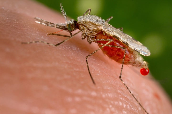 An Anopheles stephensi mosquito obtains a blood meal from a human host through its pointed proboscis in this undated handout photo obtained by Reuters November 23, 2015. A known malarial vector, the species can found from Egypt all the way to China. Scientists have produced a strain of mosquitoes carrying genes that block the transmission of malaria, with the idea that they could breed with other members of their species in the wild and produce offspring that cannot spread the disease.