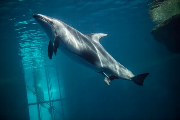 Dolphin Attack on Trainer at Miami Seaquarium Captured in Chilling