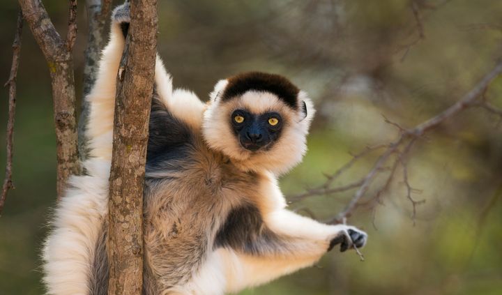 Verreaux's sifaka -- a lemur species -- clings to a tree in Madagascar.