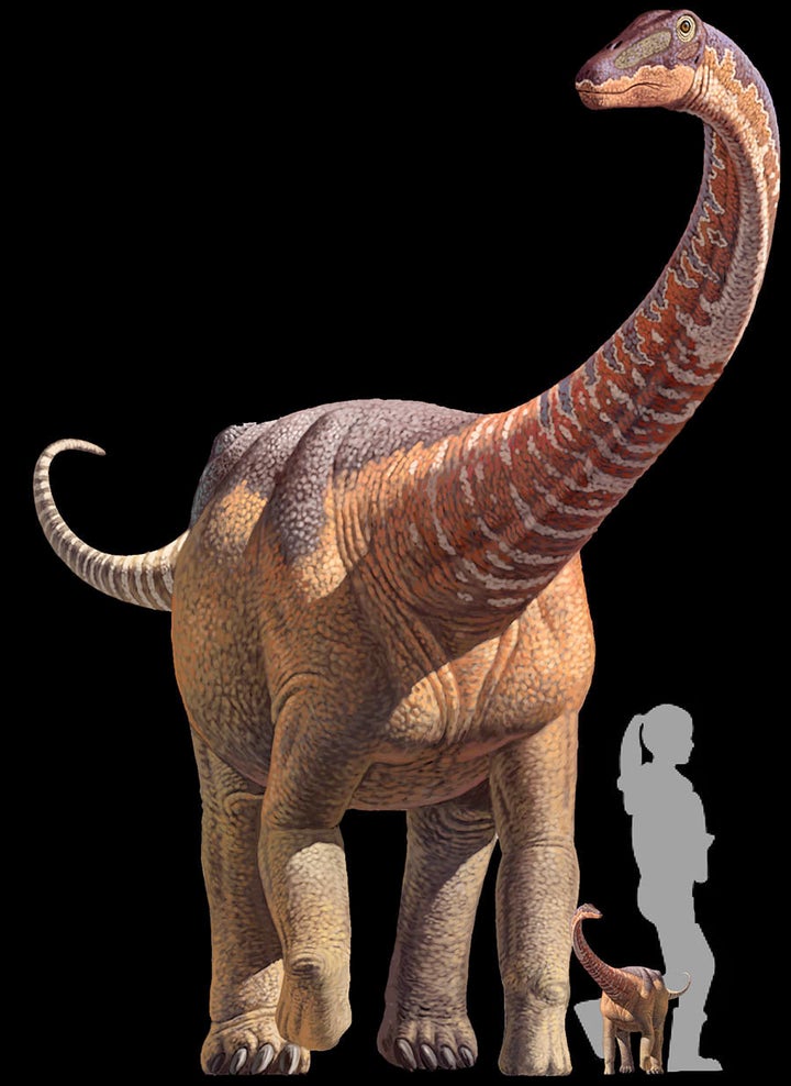A comparison of an adult <i>Rapetosaurus</i>, a baby <i>Rapetosaurus</i> and a human.