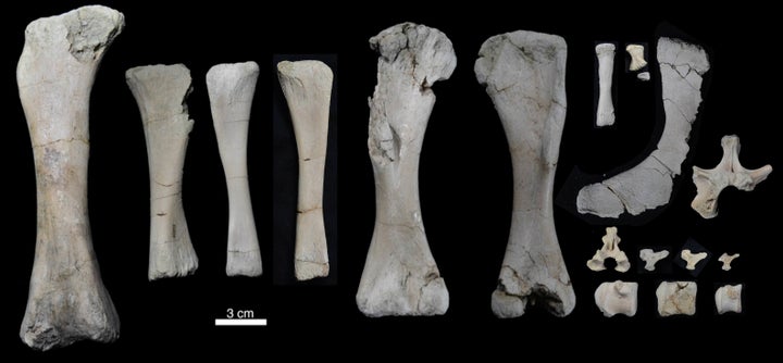 The preserved skeleton of the baby Rapetosaurus, including several vertebrae from the hip and tail.