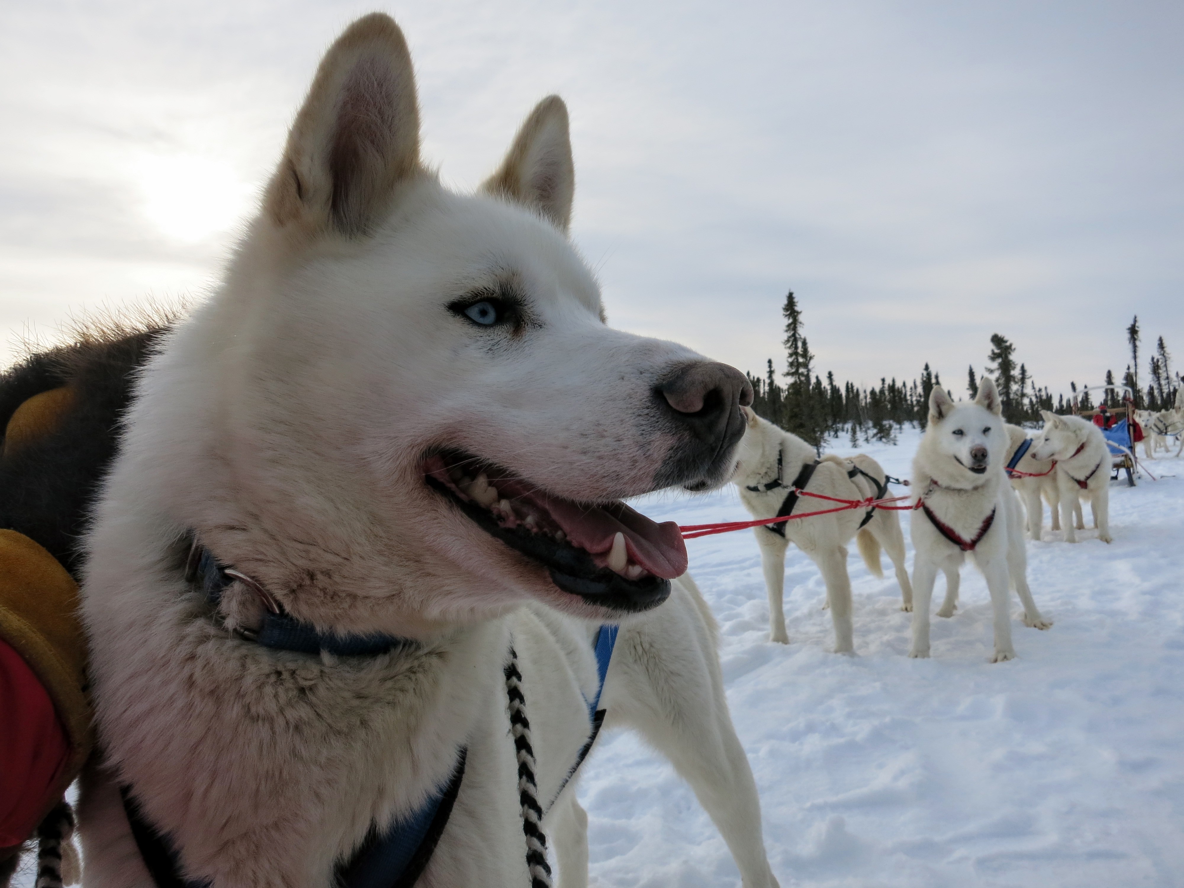 An Adventure In The Arctic: Dog Sledding And Camping On The Tundra
