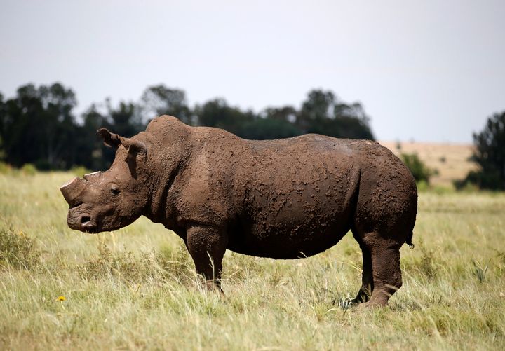 Wildlife conservation groups are concerned that any legal horn would merely mask the presence of illegal products that poachers have gathered.