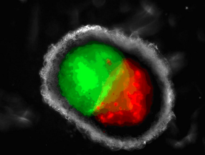 Professor Pilkington's work on the blood-brain barrier at Portsmouth University.