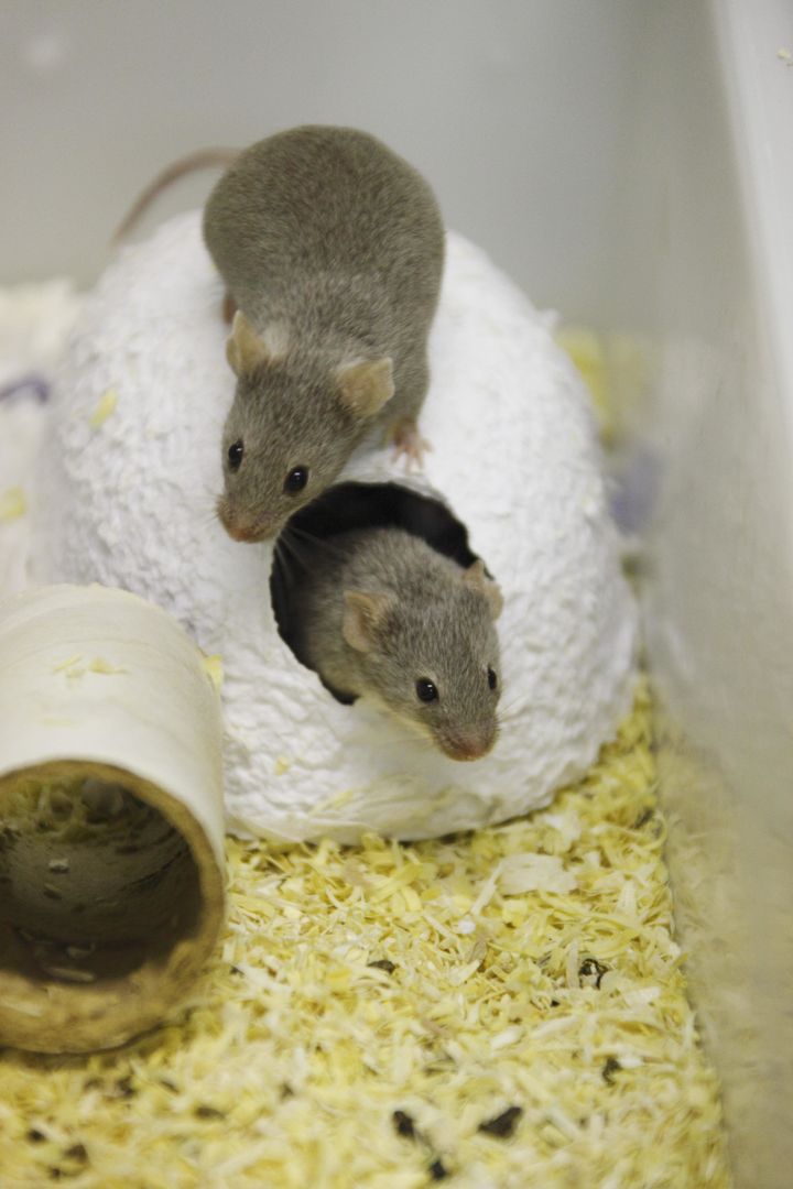 <strong>Laboratory mice</strong>