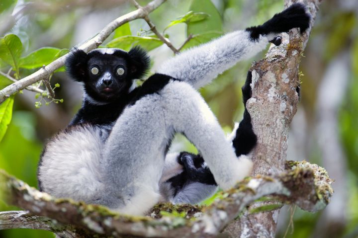 Indri lemur, one of the largest living lemurs, sits in a tree.