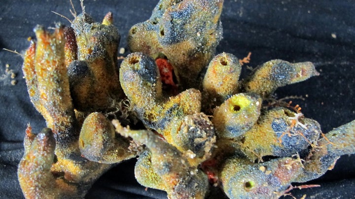 Sponge collected during the 2012 expedition.