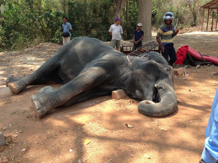 <strong>Sambo had been walking for about 40 minutes in scorching heat before she collapsed.</strong>