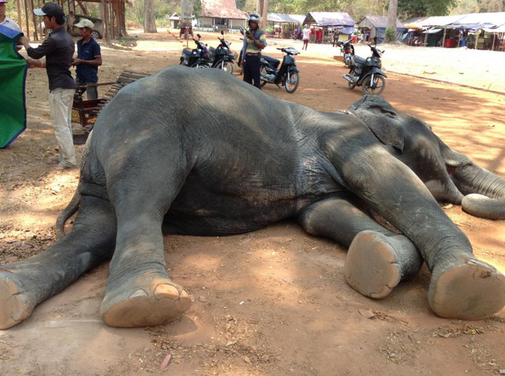 Animals rights groups have slammed the 'cruel' practice of elephant rides and are calling for the practice to cease.