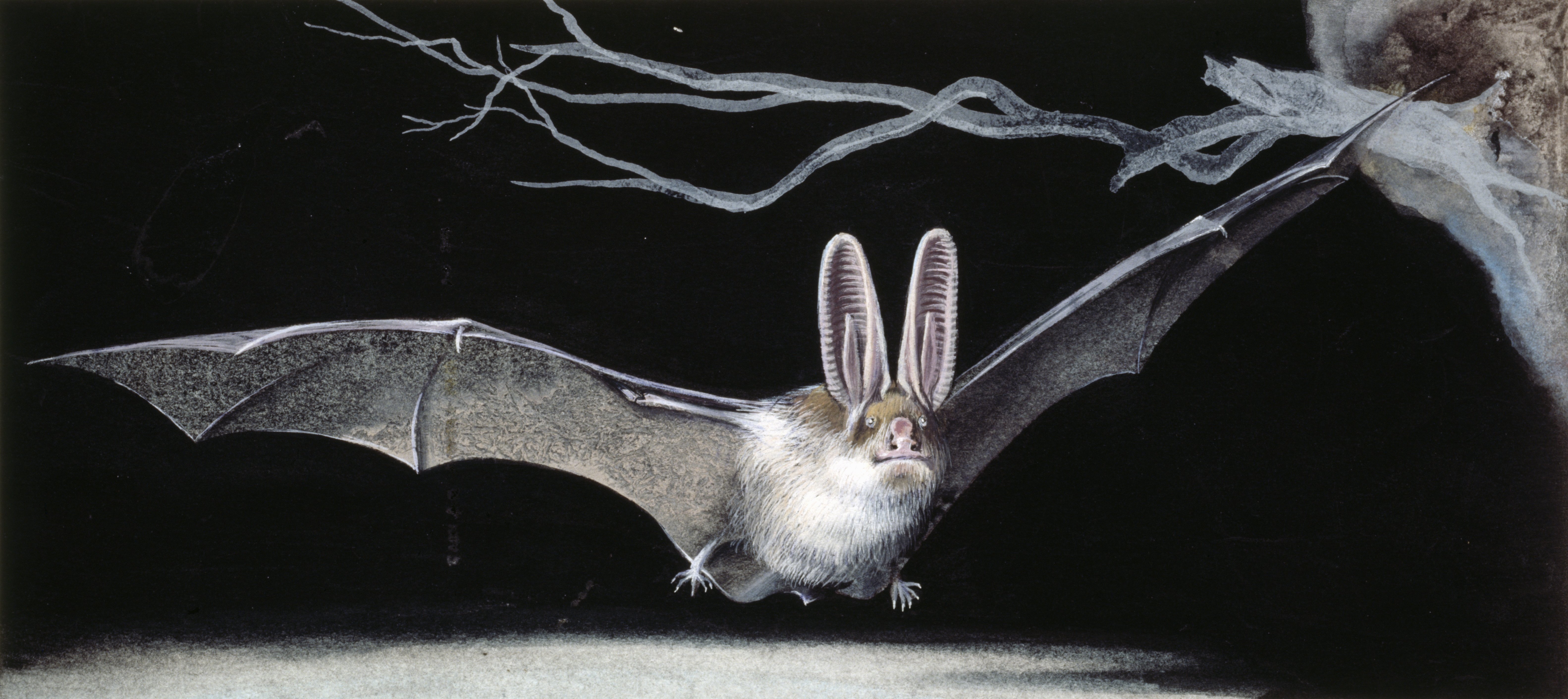 U S Habitat Protections Denied For Endangered Bat Species HuffPost   571f0df122000036002547bb 