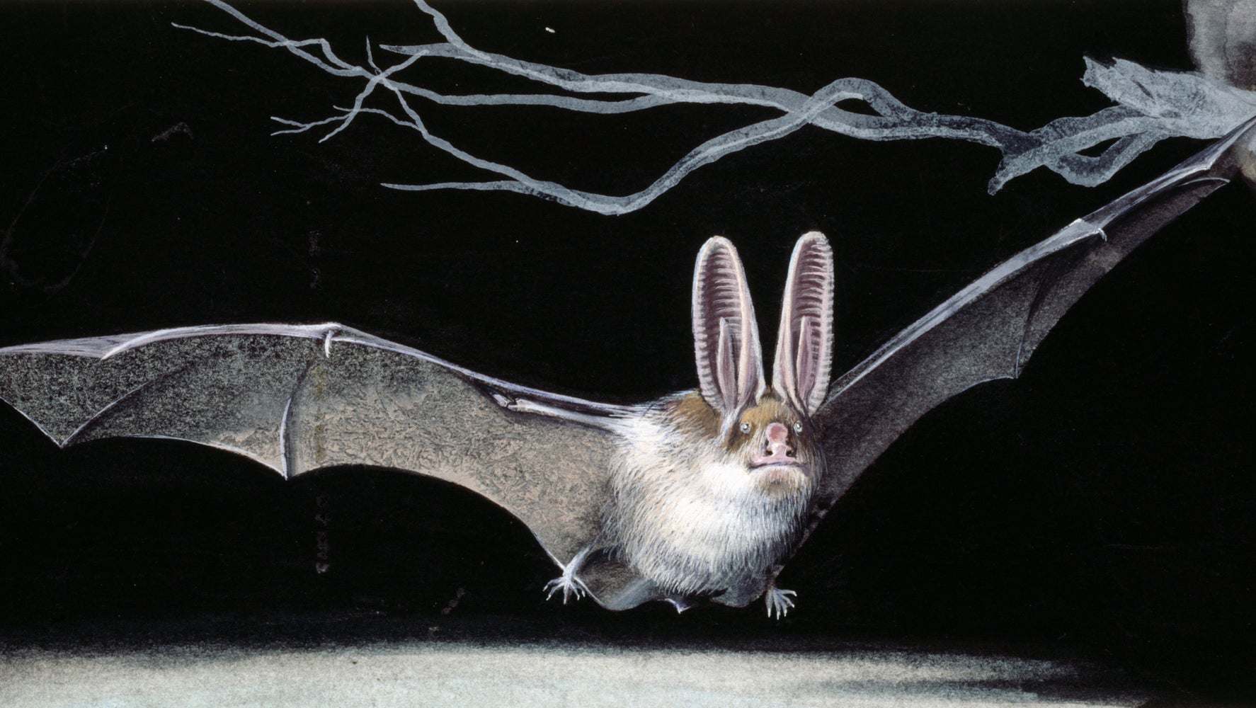 U.S. Habitat Protections Denied For Endangered Bat Species HuffPost