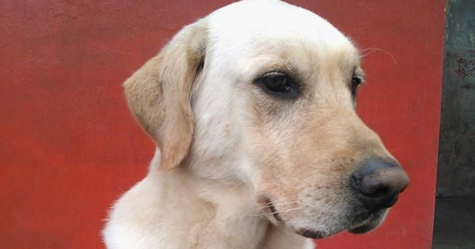 Hero Dog Dayko Dies After Rescuing At Least 7 People From