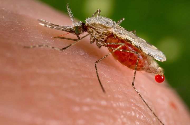 An Anopheles stephensi mosquito, which is a known malaria vector, obtains a blood meal from a human host.