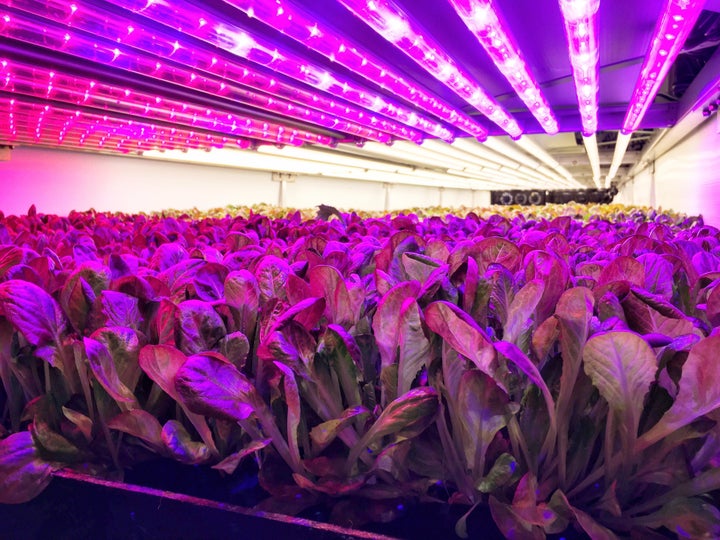 Heads of red romaine lettuce are seen in their final stage of growth at Aerofarms' growing facility in Newark.