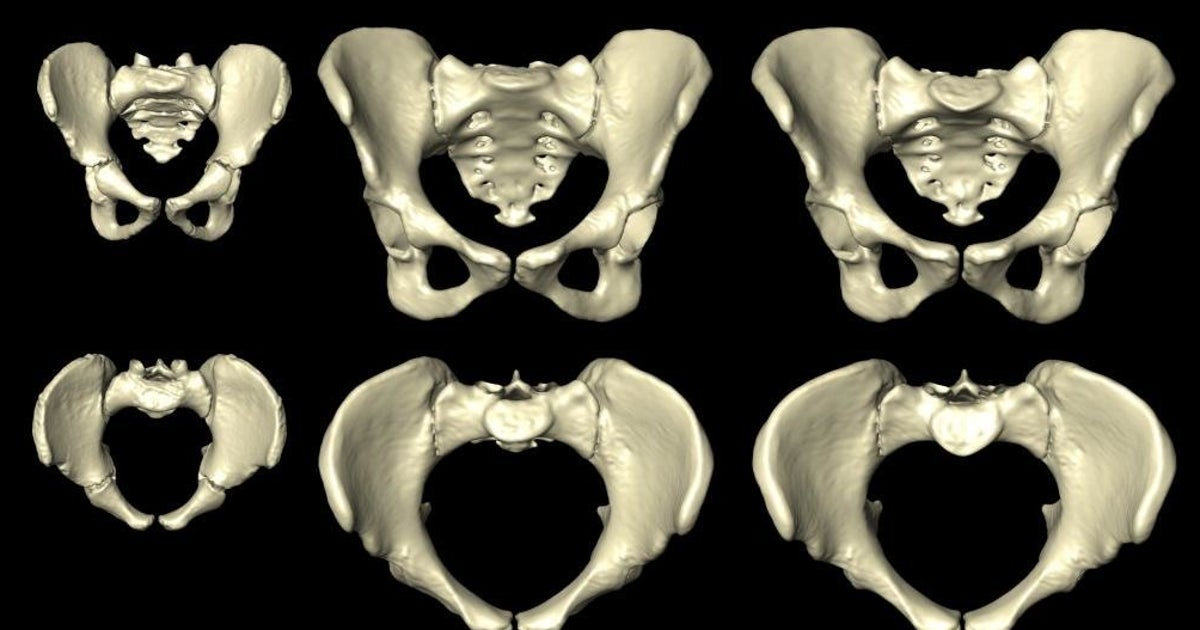 Animation Shows How A Woman's Pelvis Morphs During Her Lifetime ...