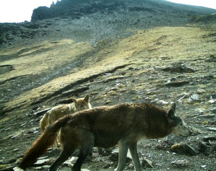 A pair of Himalayan wolves in the wild
